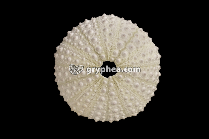 Test d'oursin sans plaque madréporique - gryphea.com